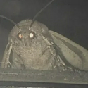 Moth