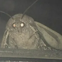 Moth